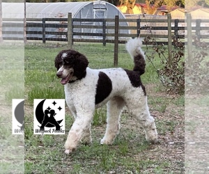 Father of the Bernedoodle puppies born on 07/26/2022