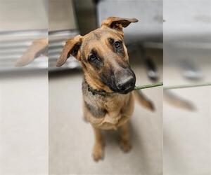 German Shepherd Dog Dogs for adoption in Bakersfield, CA, USA