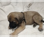 Puppy Black Fawn Daniff