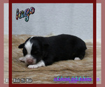 Small Photo #4 Miniature Australian Shepherd Puppy For Sale in FORESTBURG, TX, USA