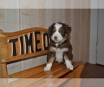 Small Photo #8 Miniature Australian Shepherd Puppy For Sale in WOODSTOCK, CT, USA