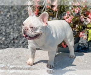 Father of the French Bulldog puppies born on 10/19/2023