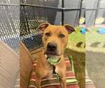Small American Pit Bull Terrier Mix