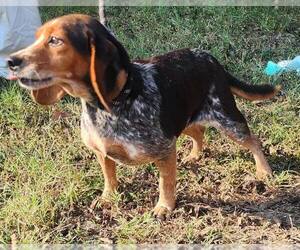 Medium Beagle
