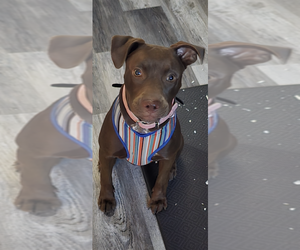 American Pit Bull Terrier-Labrador Retriever Mix Dogs for adoption in Conway, AR, USA