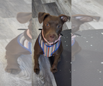 Small American Pit Bull Terrier-Labrador Retriever Mix