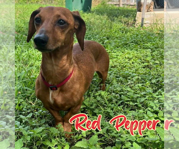 Medium Photo #2 Dachshund Puppy For Sale in San Antonio, TX, USA