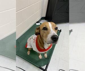 Beagle-Unknown Mix Dogs for adoption in Corpus Christi, TX, USA