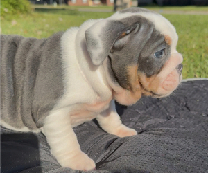Medium Bulldog