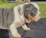Puppy Princess Vienna Bulldog