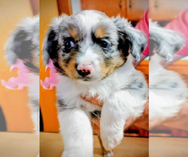 Medium Photo #1 Miniature Australian Shepherd Puppy For Sale in LA MIRADA, CA, USA