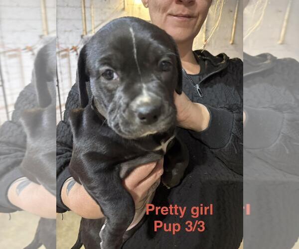 Medium Photo #3 Labrador Retriever-Unknown Mix Puppy For Sale in Brooksville, FL, USA