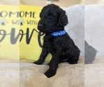Small Goldendoodle