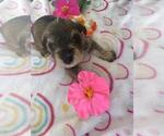 Puppy Suki Schnauzer (Miniature)