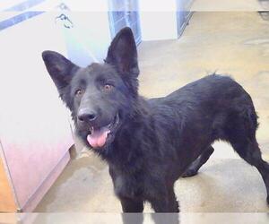 German Shepherd Dog Dogs for adoption in Sacramento, CA, USA