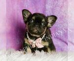 Small #1 French Bulldog