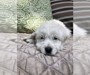 Goldendoodle (Miniature) Puppy for sale in ROWLEY, MA, USA