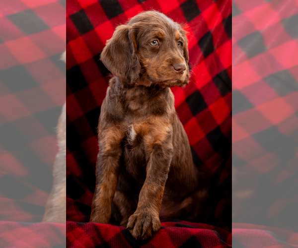 Medium Photo #5 Labradoodle Puppy For Sale in DEEPWATER, MO, USA