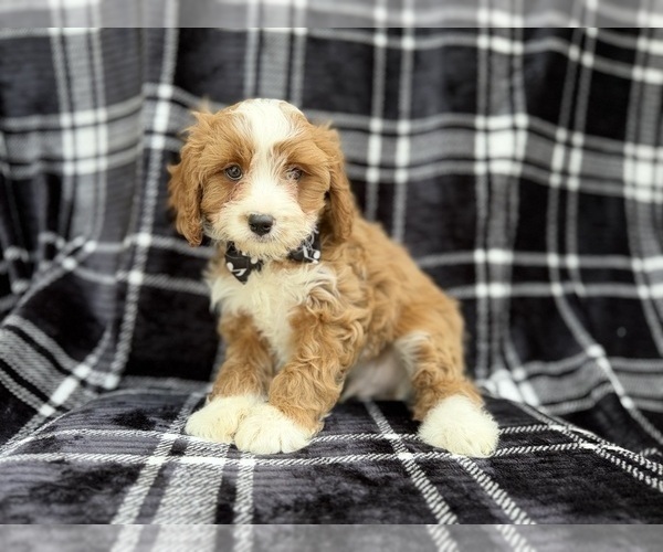 Medium Photo #8 Cavapoo (Miniature) Puppy For Sale in LAKELAND, FL, USA