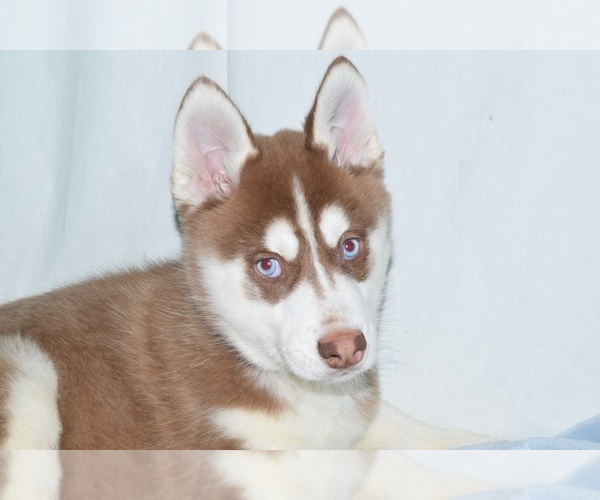 Medium Photo #4 Siberian Husky Puppy For Sale in PATERSON, NJ, USA