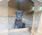 Small #2 Labrador Retriever Mix
