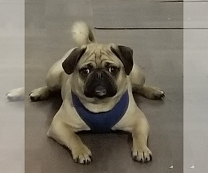Pug Puppy for sale in VERMILION, OH, USA
