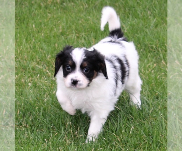Medium Photo #1 Cava-lon Puppy For Sale in FLINT, MI, USA
