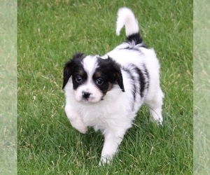 Cava-lon Puppy for sale in FLINT, MI, USA