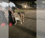 Small Photo #1 American Bully Puppy For Sale in WINSTON SALEM, NC, USA
