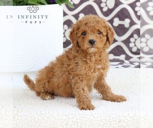 Goldendoodle (Miniature) Puppy for sale in NARVON, PA, USA