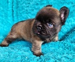 Small #10 French Bulldog