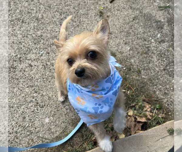 Medium Photo #5 Chihuahua-Unknown Mix Puppy For Sale in New York, NY, USA