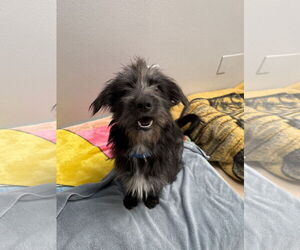 Mutt Dogs for adoption in Seal Beach, CA, USA