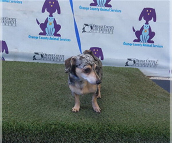 Medium Photo #1 Chihuahua-Unknown Mix Puppy For Sale in Orlando, FL, USA