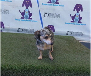 Chihuahua-Unknown Mix Dogs for adoption in Orlando, FL, USA