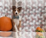 Small Photo #1 Shetland Sheepdog Puppy For Sale in LANCASTER, PA, USA