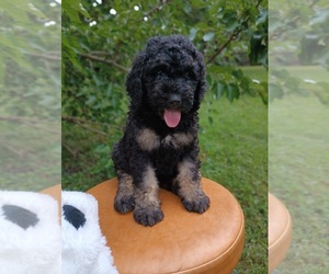 Golden Mountain Doodle  Puppy for Sale in SPRINGFIELD, Illinois USA