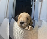 Small Photo #2 Goldendoodle Puppy For Sale in ASHBURN, VA, USA