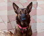 Small #1 German Shepherd Dog