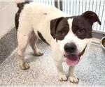 GHOSTFACE - Male Mutt Dog for Adoption - Small photo