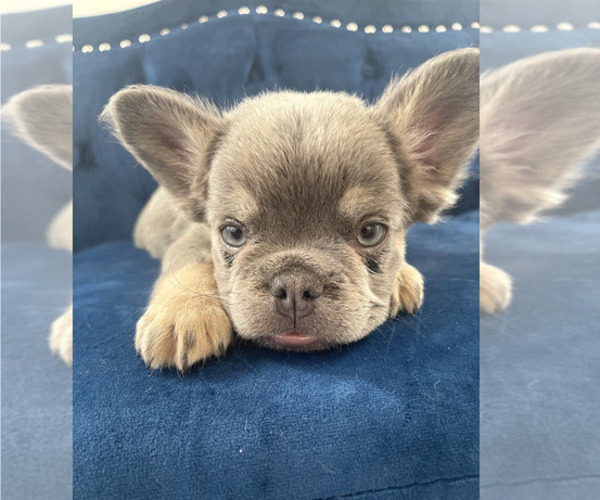 Medium Photo #2 French Bulldog Puppy For Sale in COLORADO SPRINGS, CO, USA