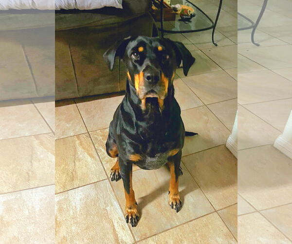 Medium Photo #3 Rottweiler-Unknown Mix Puppy For Sale in White Hall, AR, USA