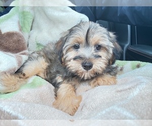 YorkiePoo Puppy for sale in BOSTON, MA, USA