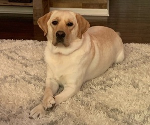 Labrador Retriever Dogs for adoption in NOBLESVILLE, IN, USA