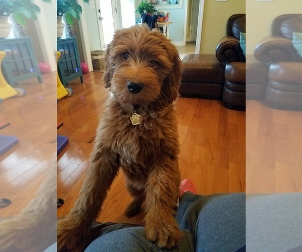 Medium Photo #1 Goldendoodle Puppy For Sale in HENDERSONVILLE, TN, USA