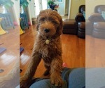 Small Photo #1 Goldendoodle Puppy For Sale in HENDERSONVILLE, TN, USA