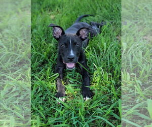 American Pit Bull Terrier-Unknown Mix Dogs for adoption in Lexington Park, MD, USA
