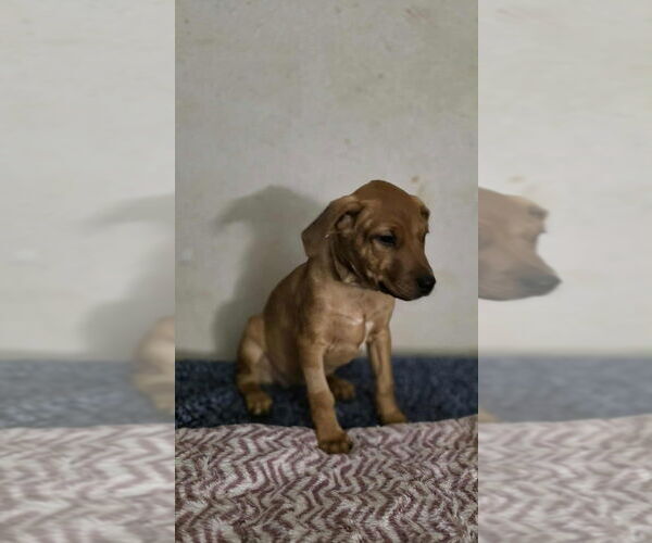 Medium Photo #3 Doberman Pinscher-Labrador Retriever Mix Puppy For Sale in Aurora, IN, USA