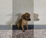 Small #2 Doberman Pinscher-Labrador Retriever Mix
