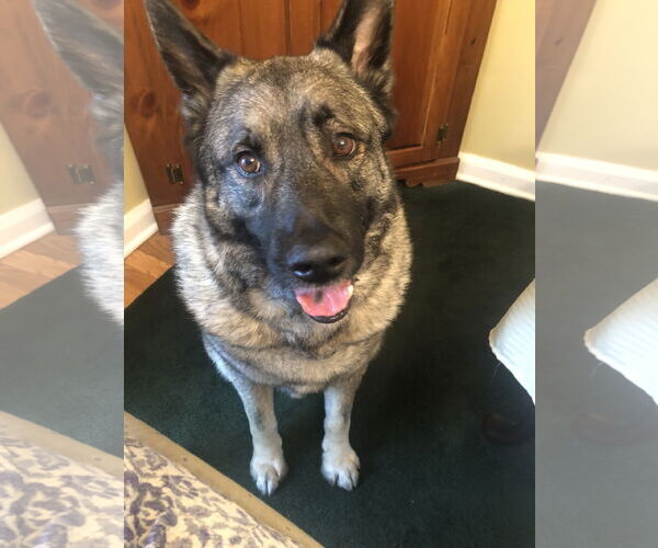 Medium Photo #1 Akita-Norwegian Elkhound Mix Puppy For Sale in Doylestown, PA, USA
